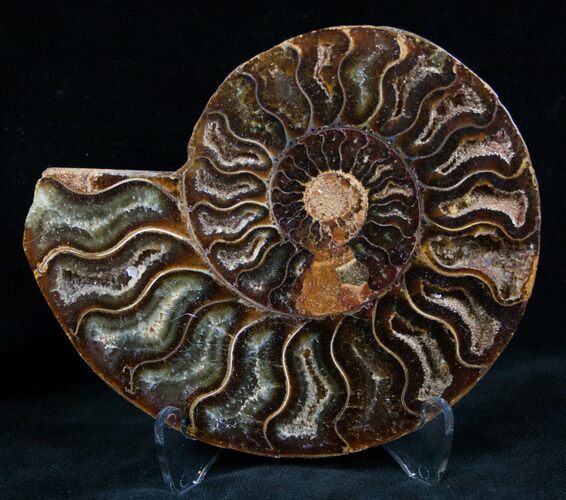 Cut and Polished Ammonite (Half) #7343